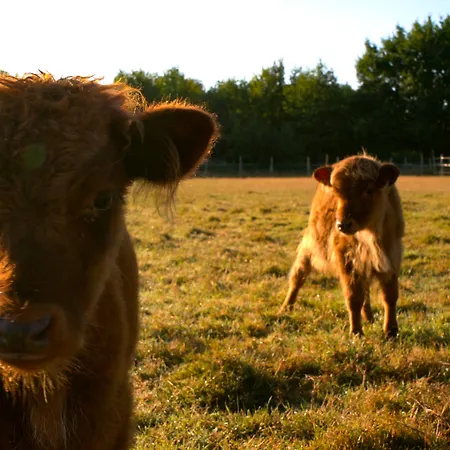 Les P'tites Maisons Dans La Prairie 3* Sallertaine